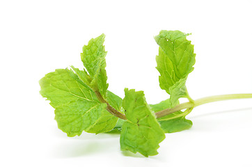 Image showing Fresh mint leaves