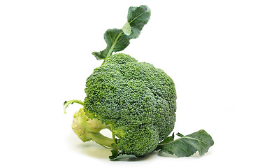 Image showing Fresh broccoli isolated on white background