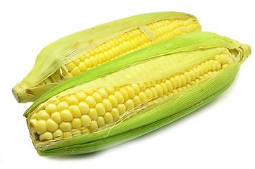 Image showing Grains of ripe corn photo of maize close-up