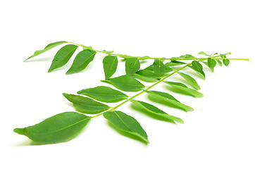 Image showing Bunch of curry leaves