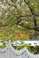 Image showing Fence in spring