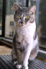 Image showing Gray striped cat looks sad at camera