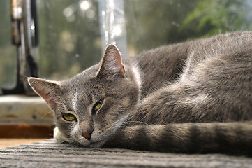 Image showing Gray striped cat looks sad at camera