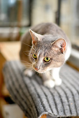 Image showing Gray striped cat looks sad at camera