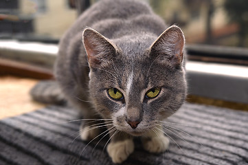 Image showing Gray striped cat looks sad at camera