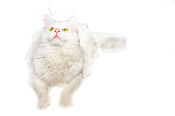 Image showing Fluffy white one-year-old homemade cat lays on a white isolated background