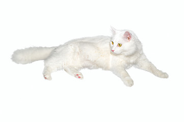 Image showing Fluffy white one-year-old homemade cat lays on a white isolated background