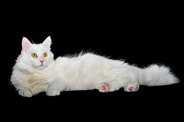 Image showing Fluffy white one-year-old homemade cat lays on a black isolated background