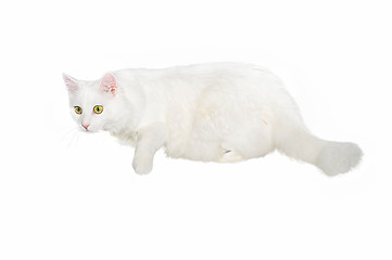 Image showing Fluffy white one-year-old homemade cat lays on a white isolated background