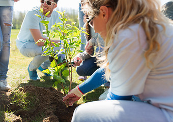 Image showing group of volunteers planting tree in park