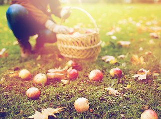 Image showing woman with basket picking apples at autumn garden