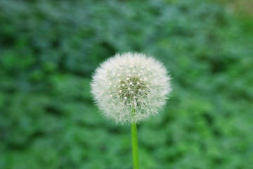 Image showing dandelion