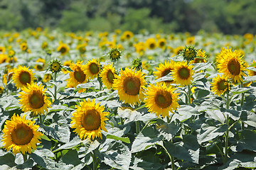 Image showing Sunflowers