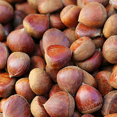 Image showing Hazelnuts in shells