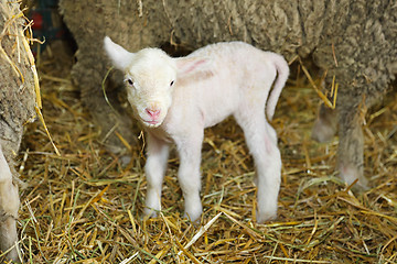 Image showing Lamb