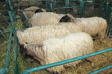 Image showing Sheeps