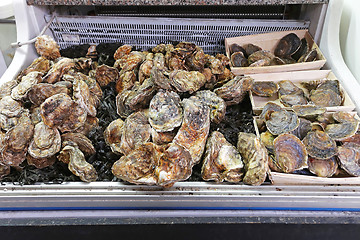 Image showing Oysters