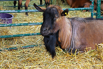 Image showing Buck goat