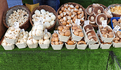 Image showing Mushrooms