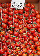 Image showing Tomatoes on vine