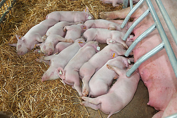 Image showing Piglets