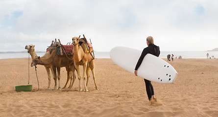 Image showing Female surfer and camels at the beach of Essaouira, Morocco, Africa.