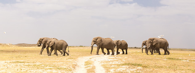 Image showing Herd of wild elephants in Amboseli National Park, Kenya.