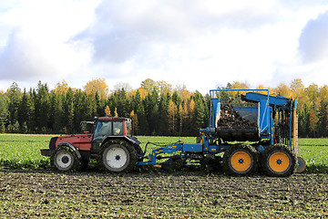 Image showing Harvesting Sugar Beet in Autumn 