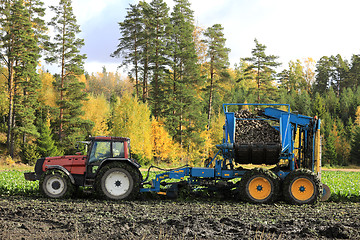 Image showing Harvesting Sugar Beet on Beautiful Day of Autumn