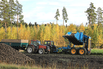 Image showing Sugar Beet Harvest in Autumn