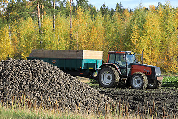 Image showing Sugar Beet Harvest in Autumn