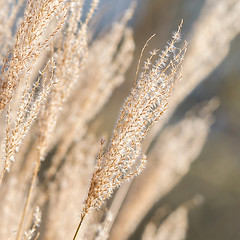 Image showing Natural background of yellow reeds