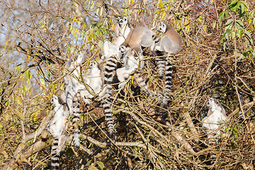 Image showing Ring-tailed lemur (Lemur catta), group in a tree