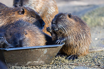 Image showing Young coypu close up