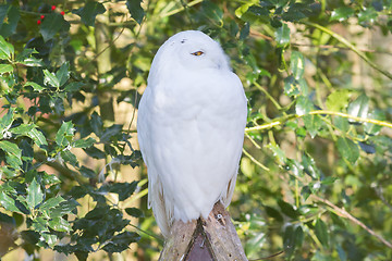 Image showing Snowowl sitting still