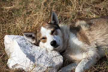 Image showing Homeless dog sleeps on stone pillow 