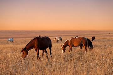 Image showing Herd of horses grazing in sunny evening pasture