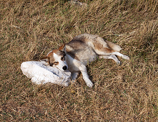 Image showing Homeless dog sleeps on stone pillow in glade with dry grass