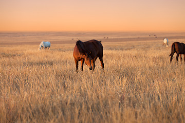 Image showing Herd of horses grazing in evening pasture