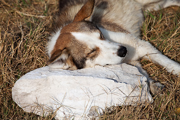 Image showing Homeless dog sleeps on stone pillow