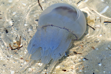 Image showing Jellyfish (Rhizostomae) swim in sea