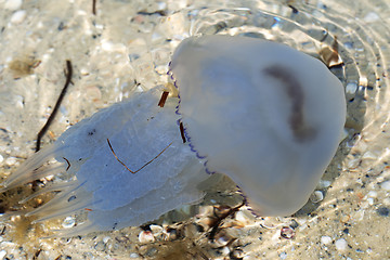 Image showing Jellyfish (Rhizostomae) swim in sea