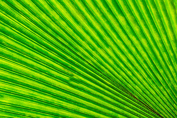 Image showing green leaf texture