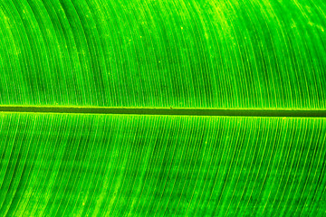 Image showing green leaf texture