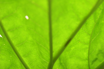 Image showing leaf