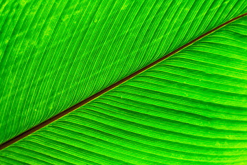 Image showing green leaf texture