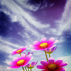 Image showing Beautiful Cosmos Flower against the sky. 3D illustration.. Vinta