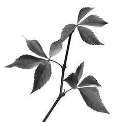 Image showing Black and white branch of grapes leaves