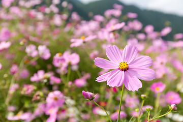 Image showing Cosmos flower