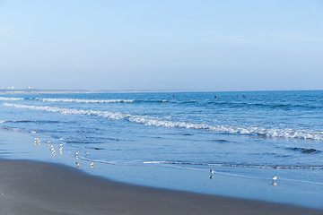 Image showing Beach and seagull